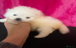 Pomeranian dogs for sale: Stunning Kc-reg boys 🌟🌟🌟🌟🌟 - Image 8