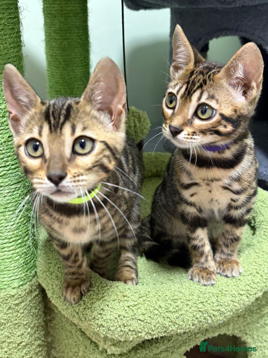 Bengal cats for sale: 12 Bengal Cubs Ready for Their Forever Home - Image 15