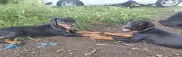 Dobermann dogs for sale: FOUR DOBERMANN FEMALE PUPS STILL AVAILABLE  - Advert 9