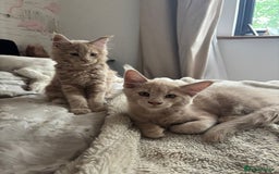Maine Coon cats for sale: 2 Cream MC kittens ready for their fur-ever homes - Image 1