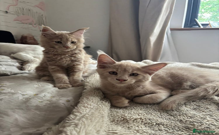 Maine Coon cats - Advert 1