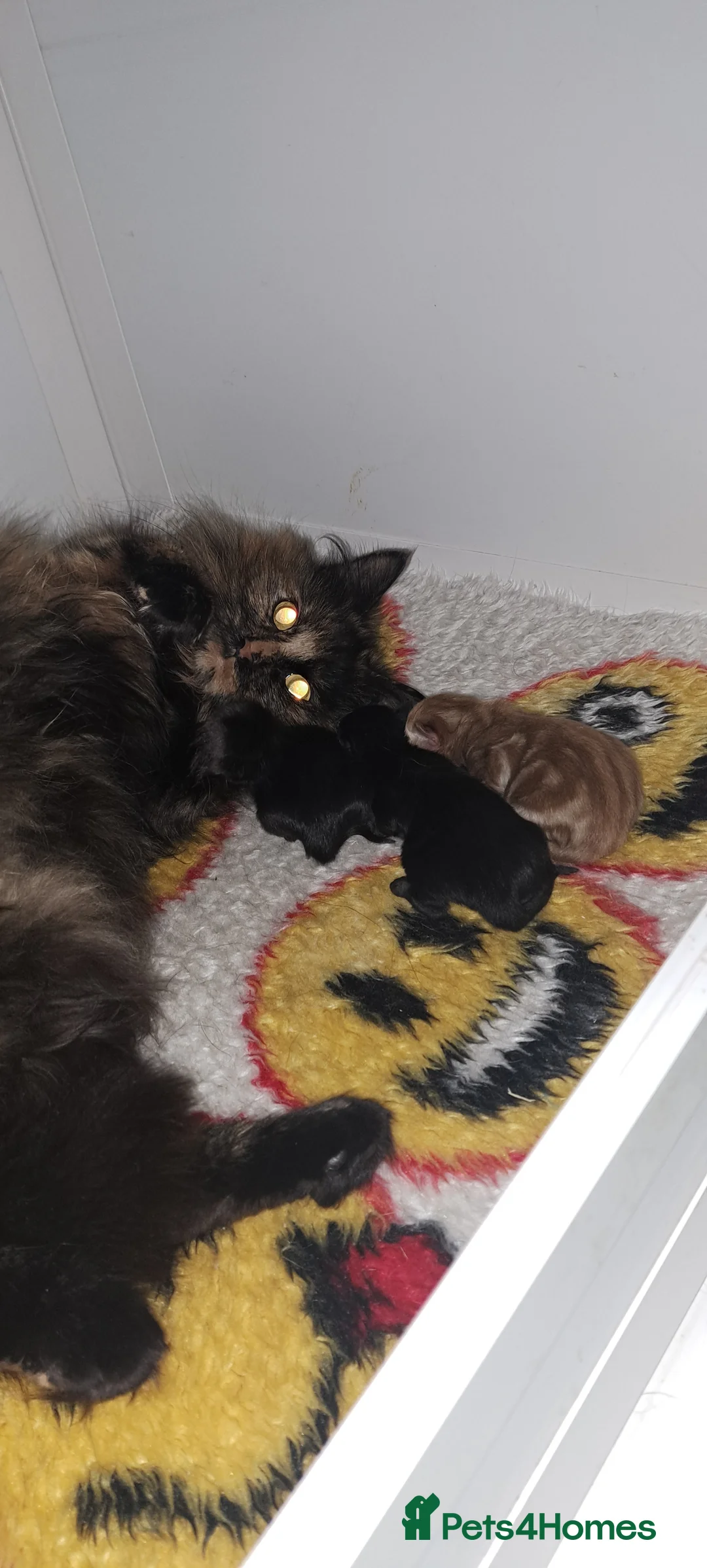 Siberian cats for stud: Blue reg, health tested Classic Siberian for STUD - Advert 11