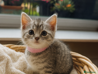 British Shorthair cats - Advert 10