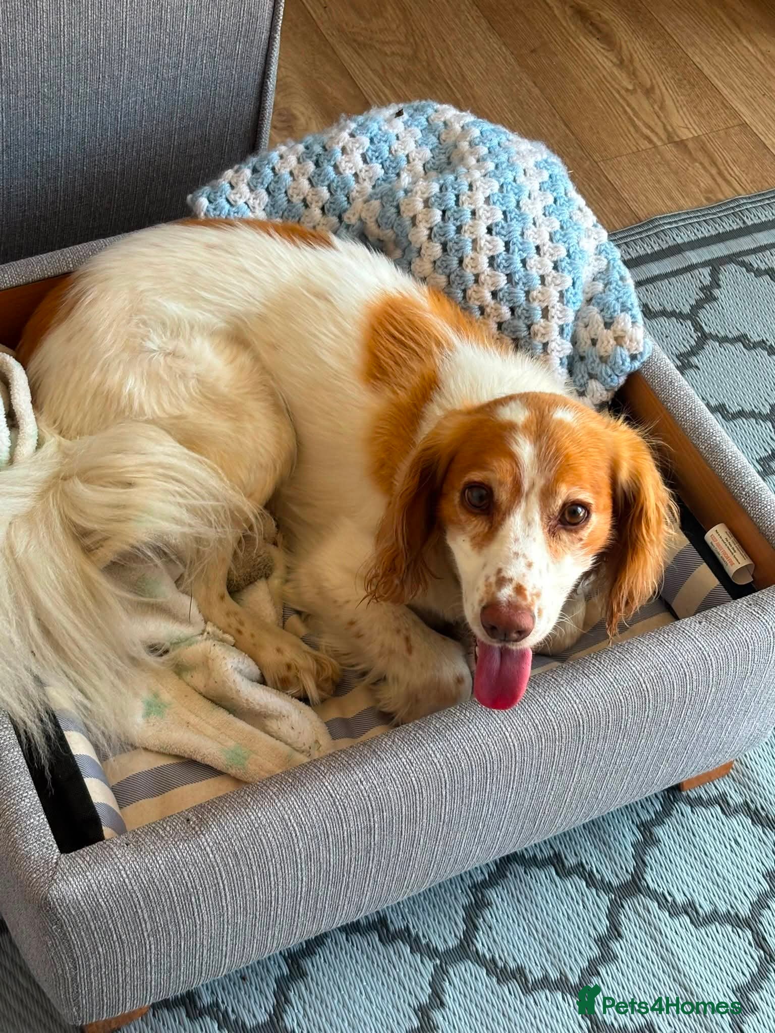Cocker Spaniel dogs for adoption: Amber needs a loving home  - Advert 3