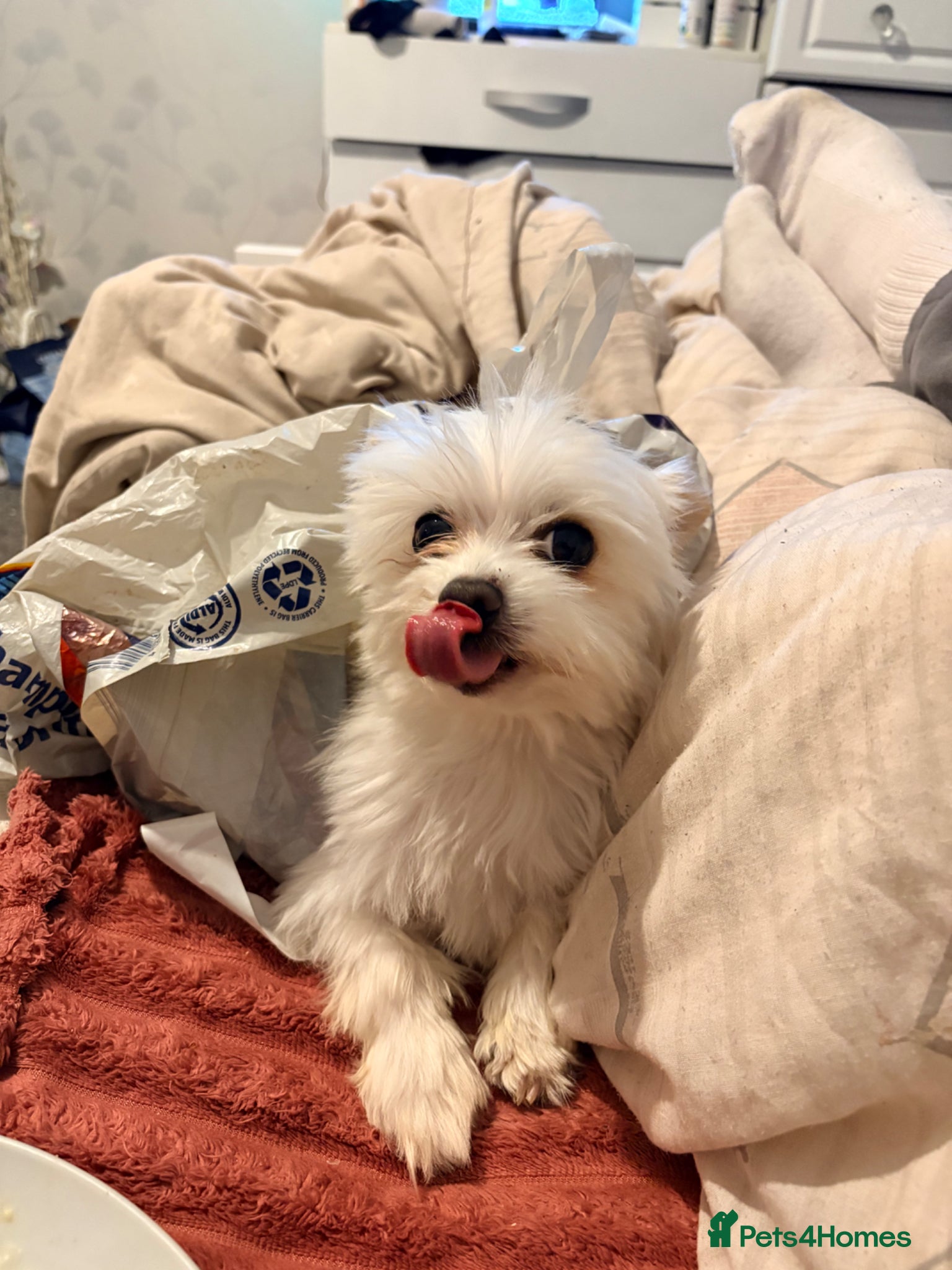 Mixed Breed dogs Stud malchi  - Advert 5