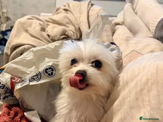 Mixed Breed dogs Stud malchi - Advert 1