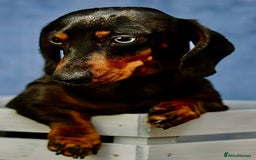 Miniature Dachshund dogs for adoption: Sky: The Blue-Eyed Miracle Who Survived the Cold - Image 2