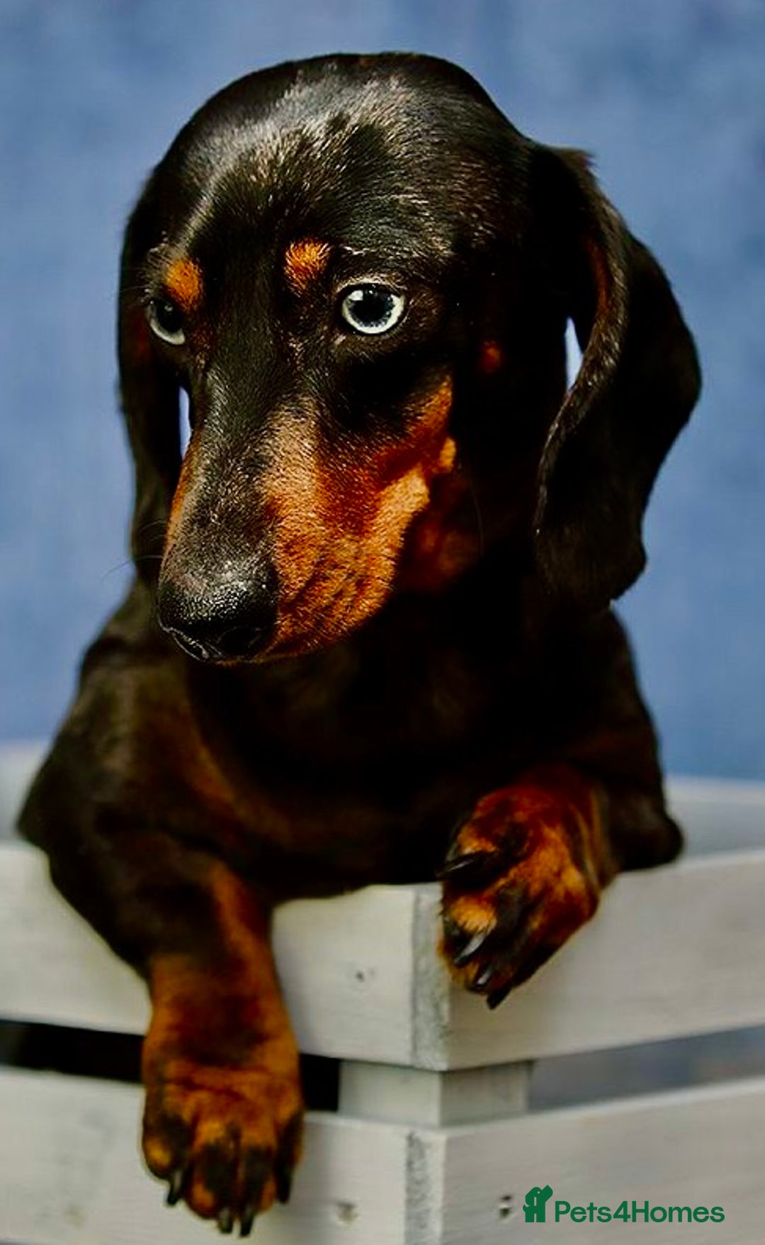 Miniature Dachshund dogs for adoption: Sky: The Blue-Eyed Miracle Who Survived the Cold - Image 2