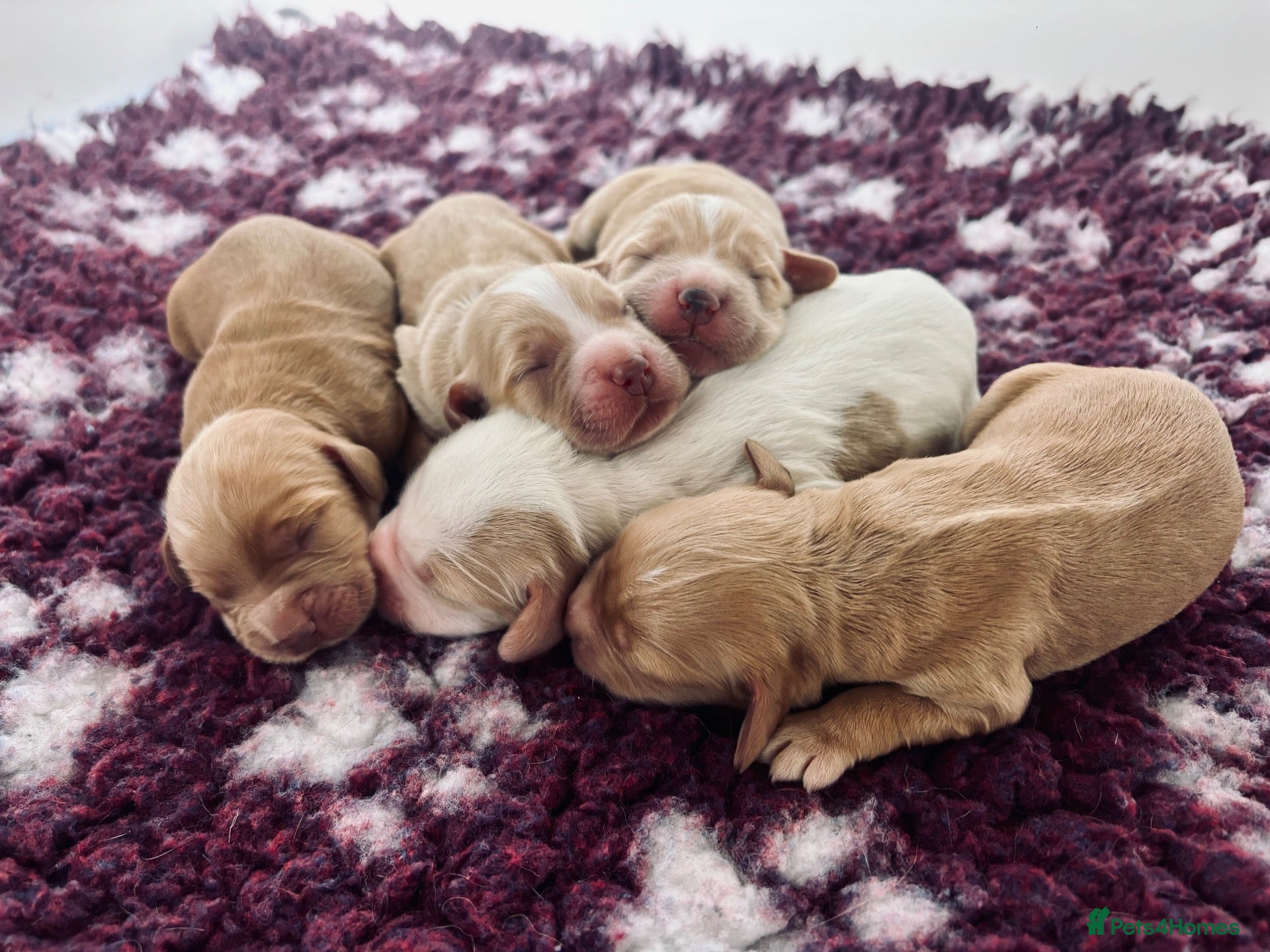 Cocker Spaniel dogs KC working cocker pups 5⭐️licensed. Only boys left - Advert 2