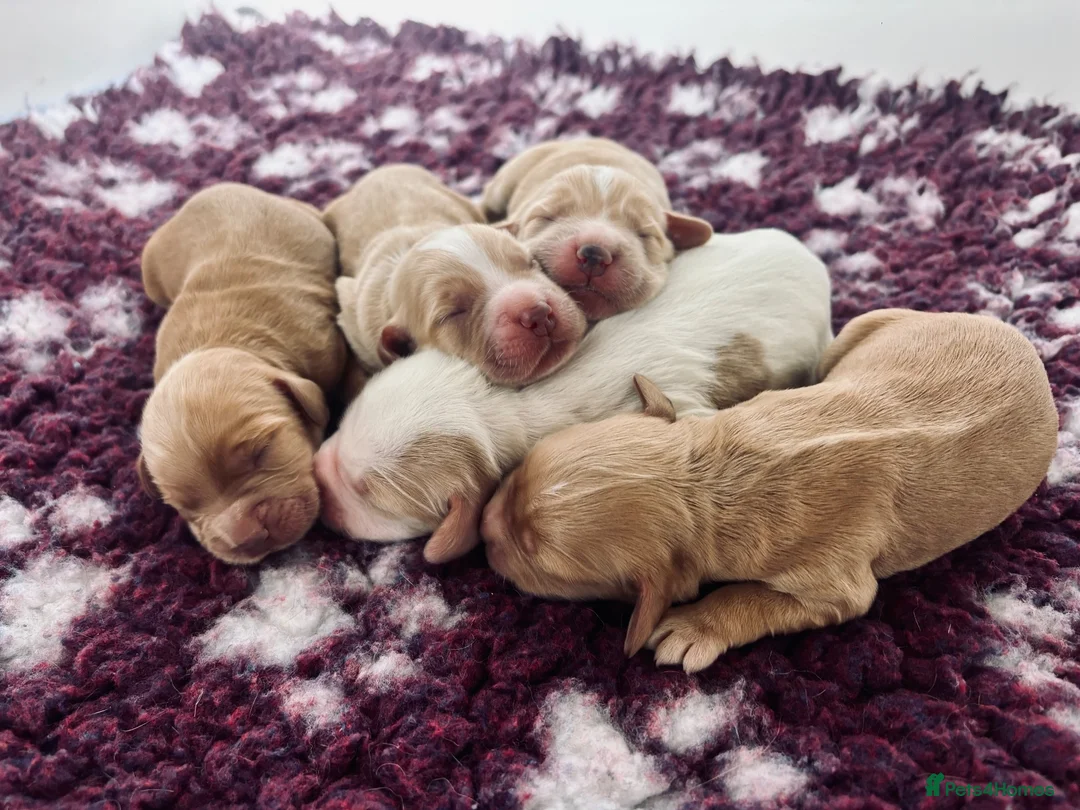 Cocker Spaniel dogs for sale: KC working cocker pups 5⭐️licensed. Only boys left - Advert 2