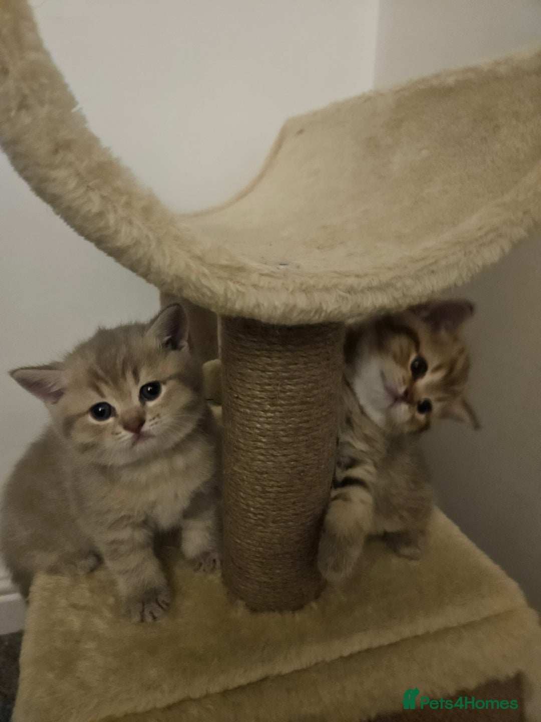 British Shorthair cats for sale: British Shorthair kittens! MALE BACK AVAILABLE!  - Advert 21