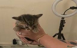 Mixed Breed cats for sale: 4 beautiful kittens  - Advert 4