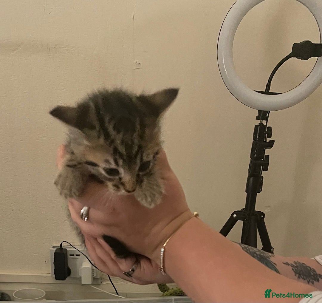 Mixed Breed cats for sale: 4 beautiful kittens  - Advert 4