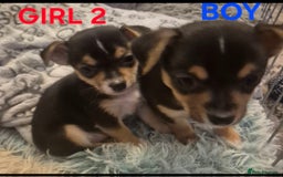 Mixed Breed dogs for sale: Miniature Jack Russell x Chihuahua Pups - Image 11