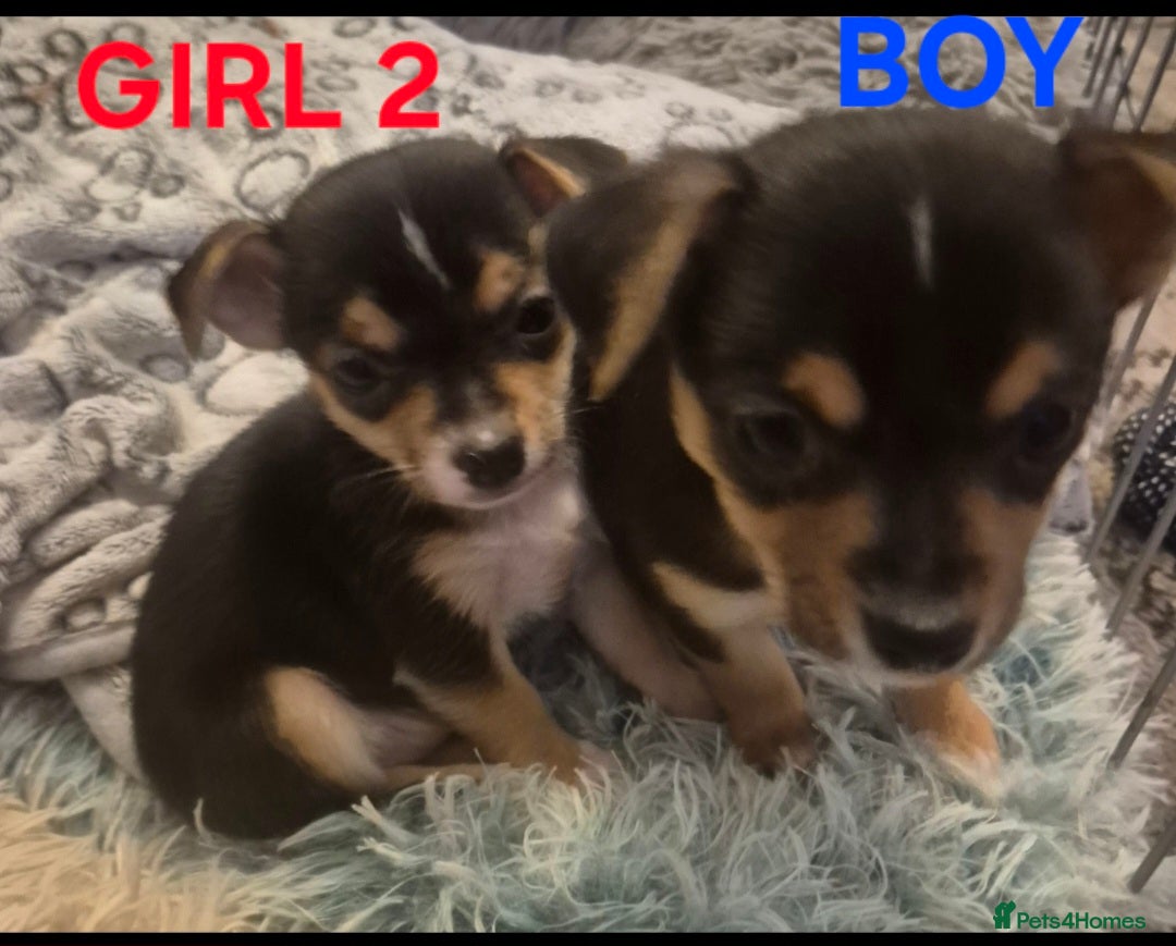 Mixed Breed dogs for sale: Miniature Jack Russell x Chihuahua Pups - Image 11