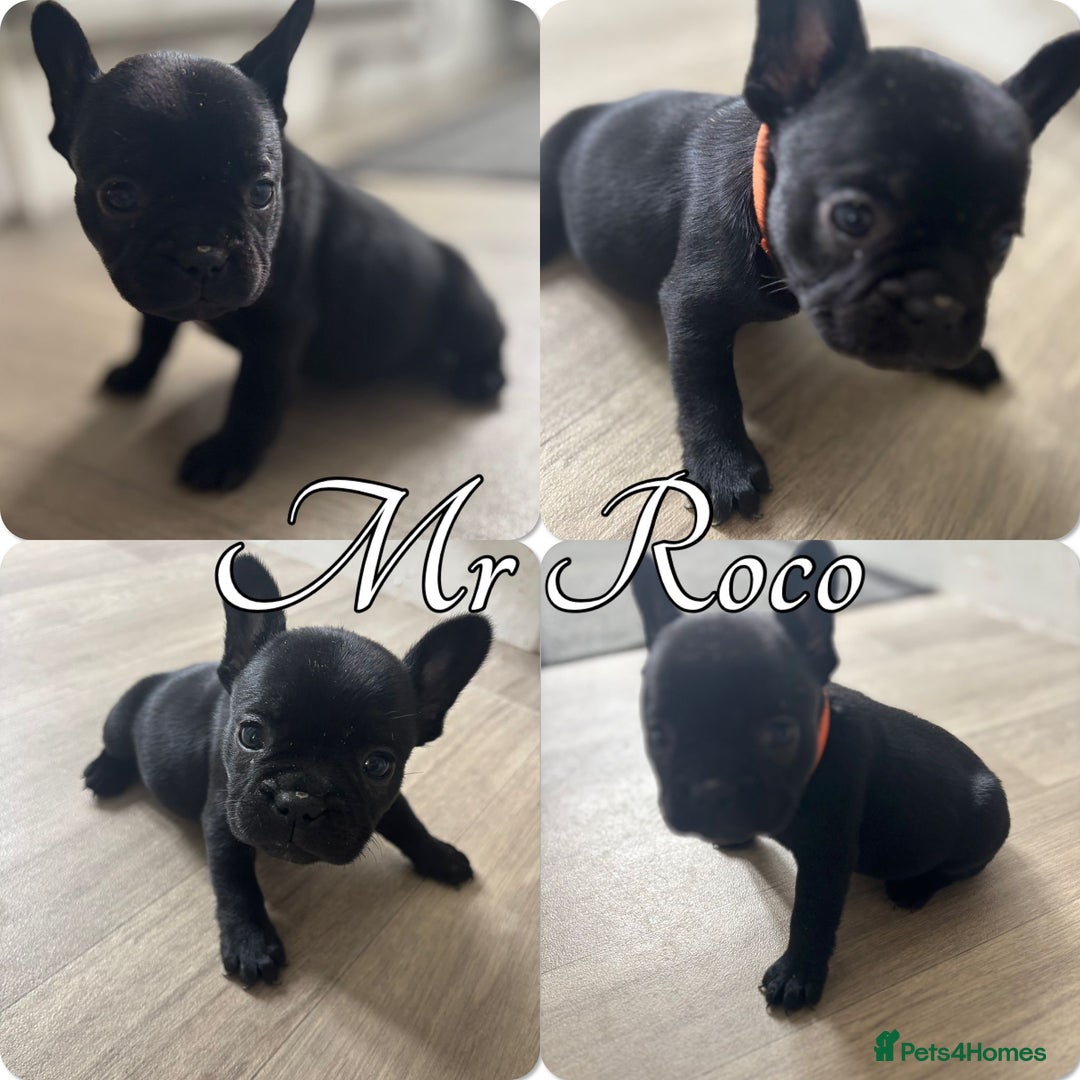 French Bulldog dogs for sale: French Bulldog Puppies in Altrincham - Image 3