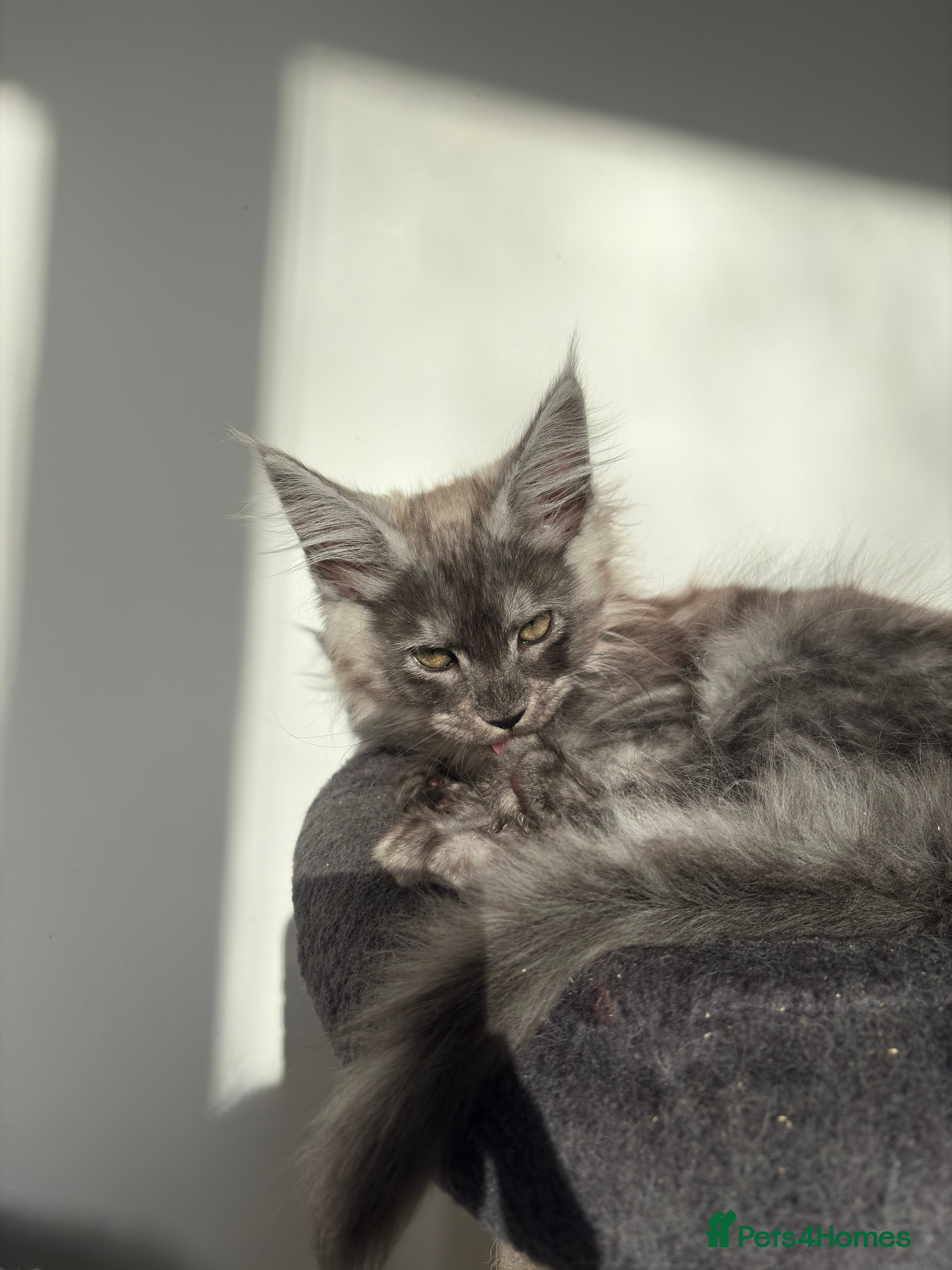 Maine Coon cats Maine Coon Kittens  - Advert 6