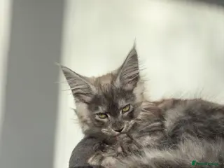 Maine Coon cats Maine Coon Kittens - Advert 6