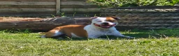 Staffordshire Bull Terrier dogs for stud: KC Registered Red Pied Stud  - Advert 9