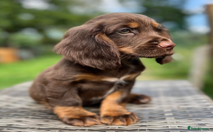 Cocker Spaniel dogs - Advert 1
