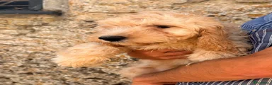 Cockapoo 3