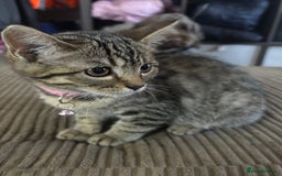 Bengal cats for sale: **1 Female remaining** Bengal cross kittens  in Petworth - Image 18