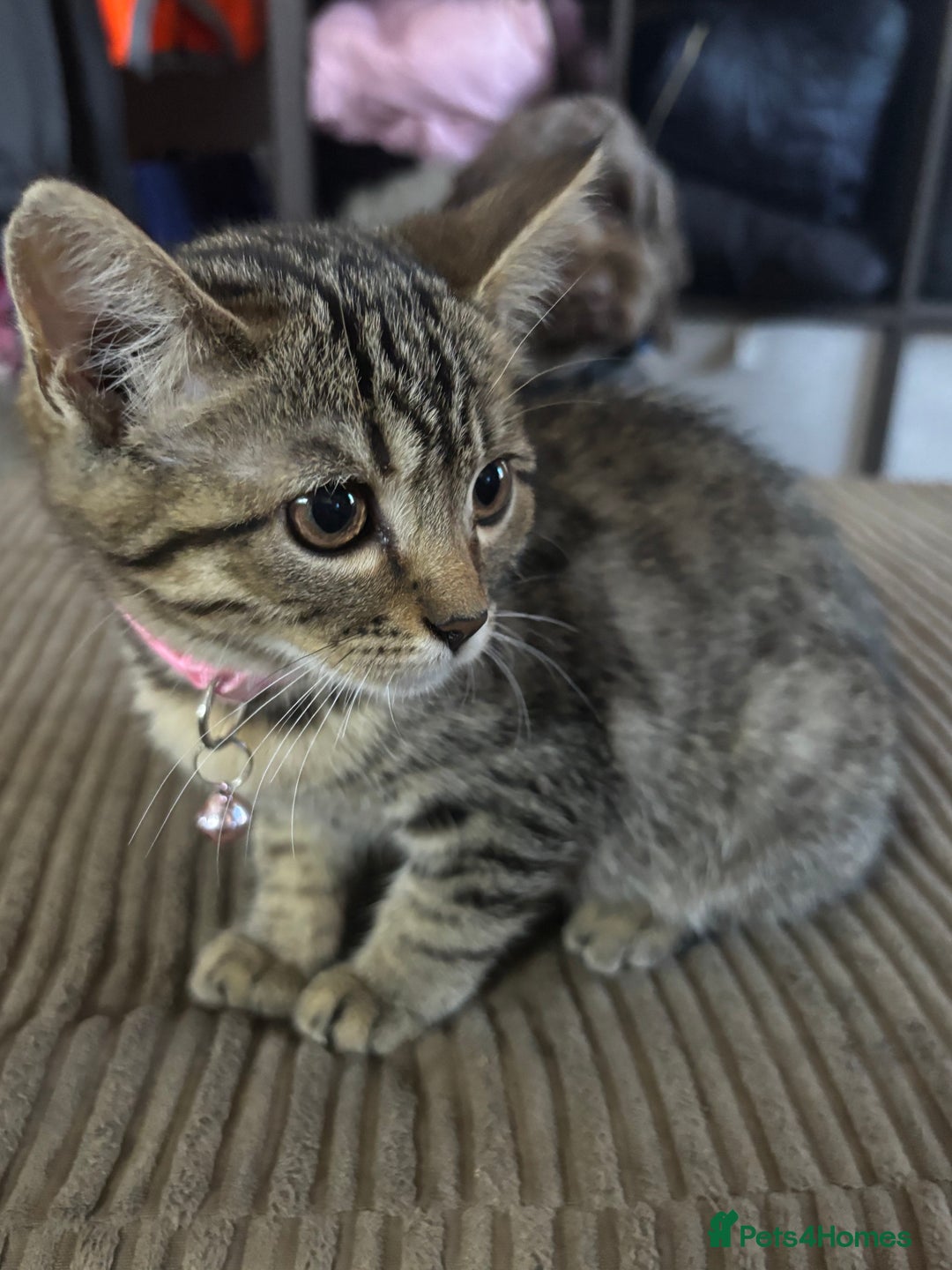 Bengal cats for sale: **1 Female remaining** Bengal cross kittens  in Petworth - Image 18
