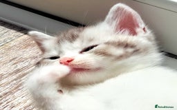 British Shorthair cats for sale: Now Ready to leave! Cute Little British Shorthair - Image 19