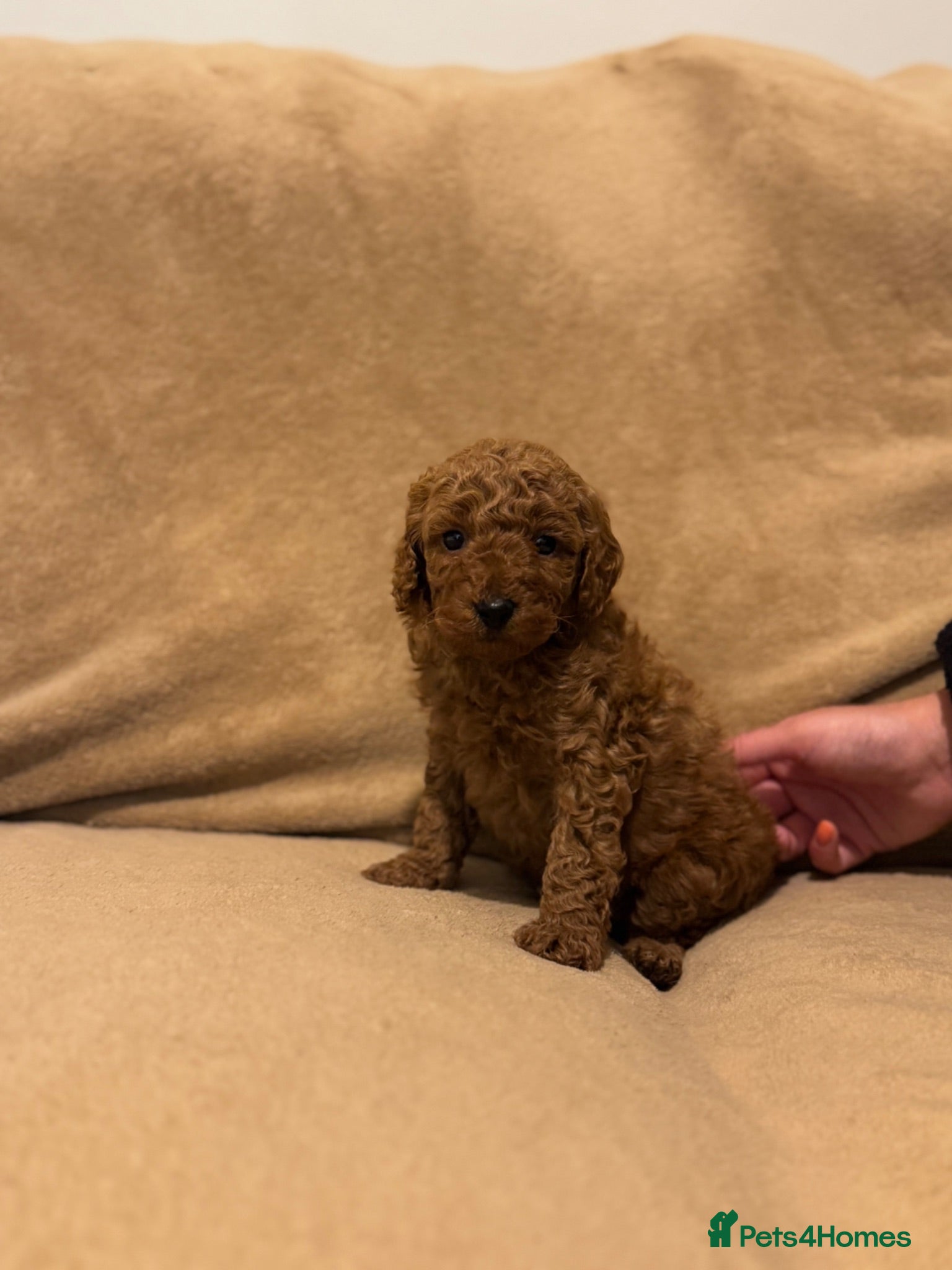 Miniature Poodle dogs Miniature Poodle Puppies - Advert 2