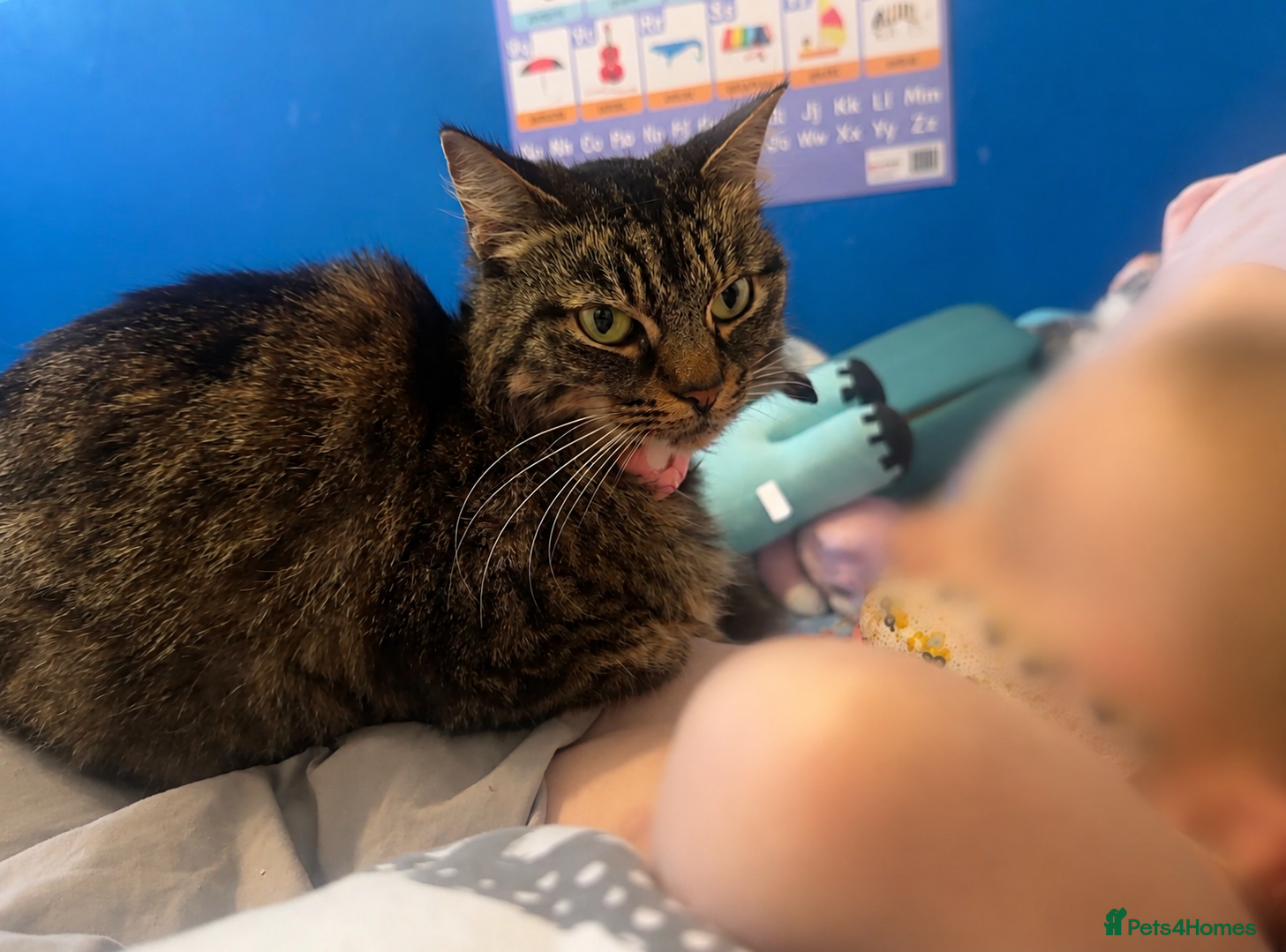 Domestic Shorthair cats Tabby rehome - read description!! - Advert 3
