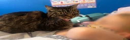 Domestic Shorthair cats for sale: Tabby rehome - read description!! - Advert 1