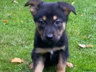 German Shepherd dogs - Advert 22