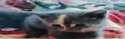 Mixed Breed cats for sale: Beautiful grey kittens for sale in Swindon - Advert 7
