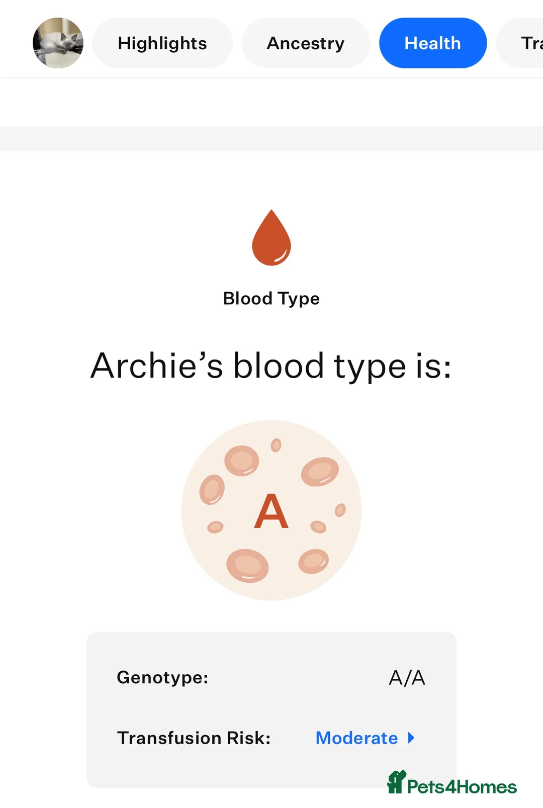 Ragdoll cats for stud: DNA TESTED🧬 Blue Point, Choc Carrier Ragdoll STUD - Advert 34