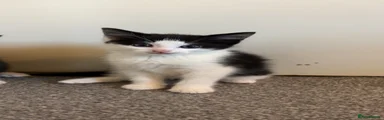 Kitten 2