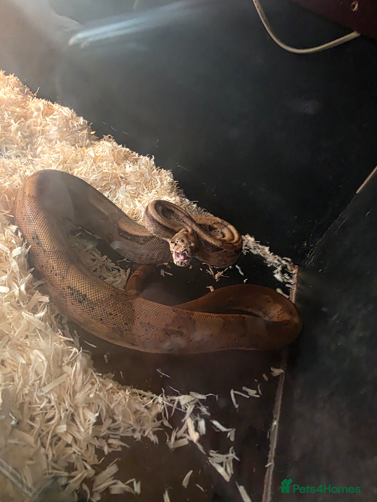 Python Snake reptiles Male hog iand hypo boa - Advert 14