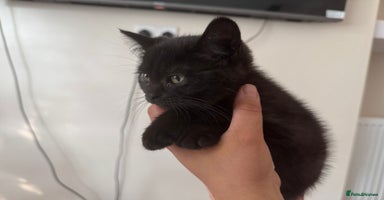 Scottish Fold cats - Advert 6