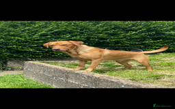 Labrador Retriever dogs for stud: LABRADOR FOR STUD - Image 6