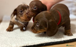 Miniature Dachshund dogs for sale: Miniature Dachshund puppies 🐶  - Image 4