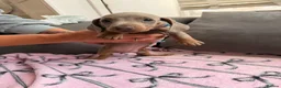 Dachshund dogs for sale: Miniture Dashcuand For Sale  - Advert 6