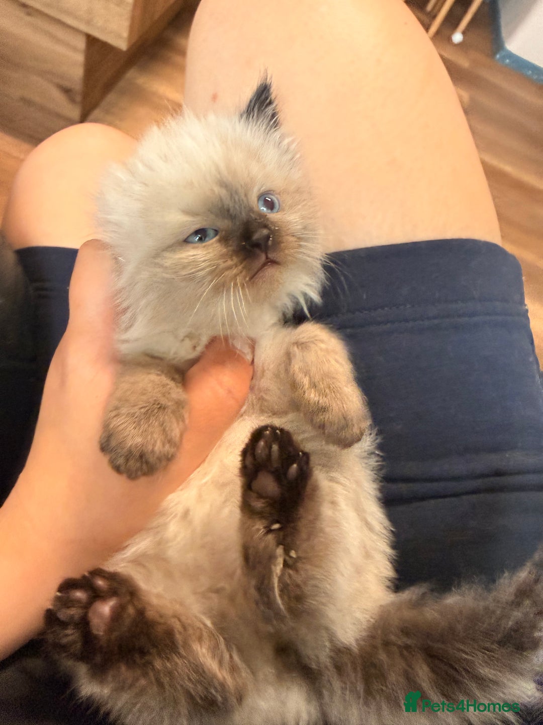 Ragdoll cats for sale: Adorable Ragdoll Kittens  - Image 4