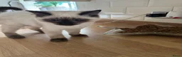 Ragdoll cats for sale: Ragdoll kitten  - Advert 3