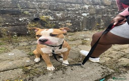 American Bulldog dogs for sale: American bulldog Arlo  - Image 1