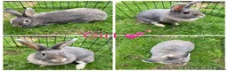 Mixed Breed rabbits for sale: Stunning Continental Giant crosses for new laps - Advert 2