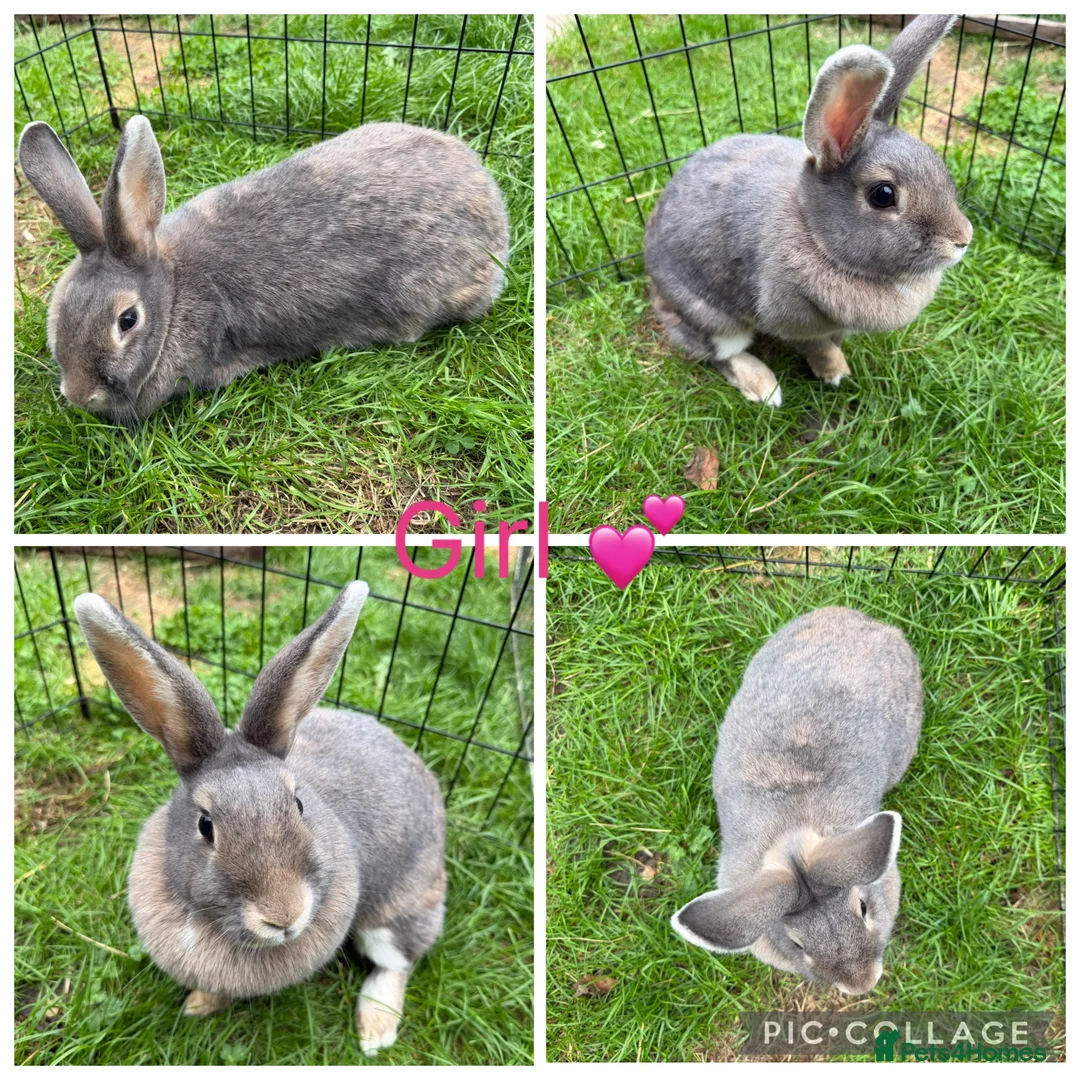 Mixed Breed rabbits for sale: Stunning Continental Giant crosses for new laps - Advert 2