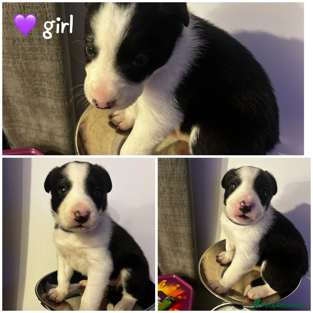 Border Collie dogs for sale: 1 little girl left  - Advert 9
