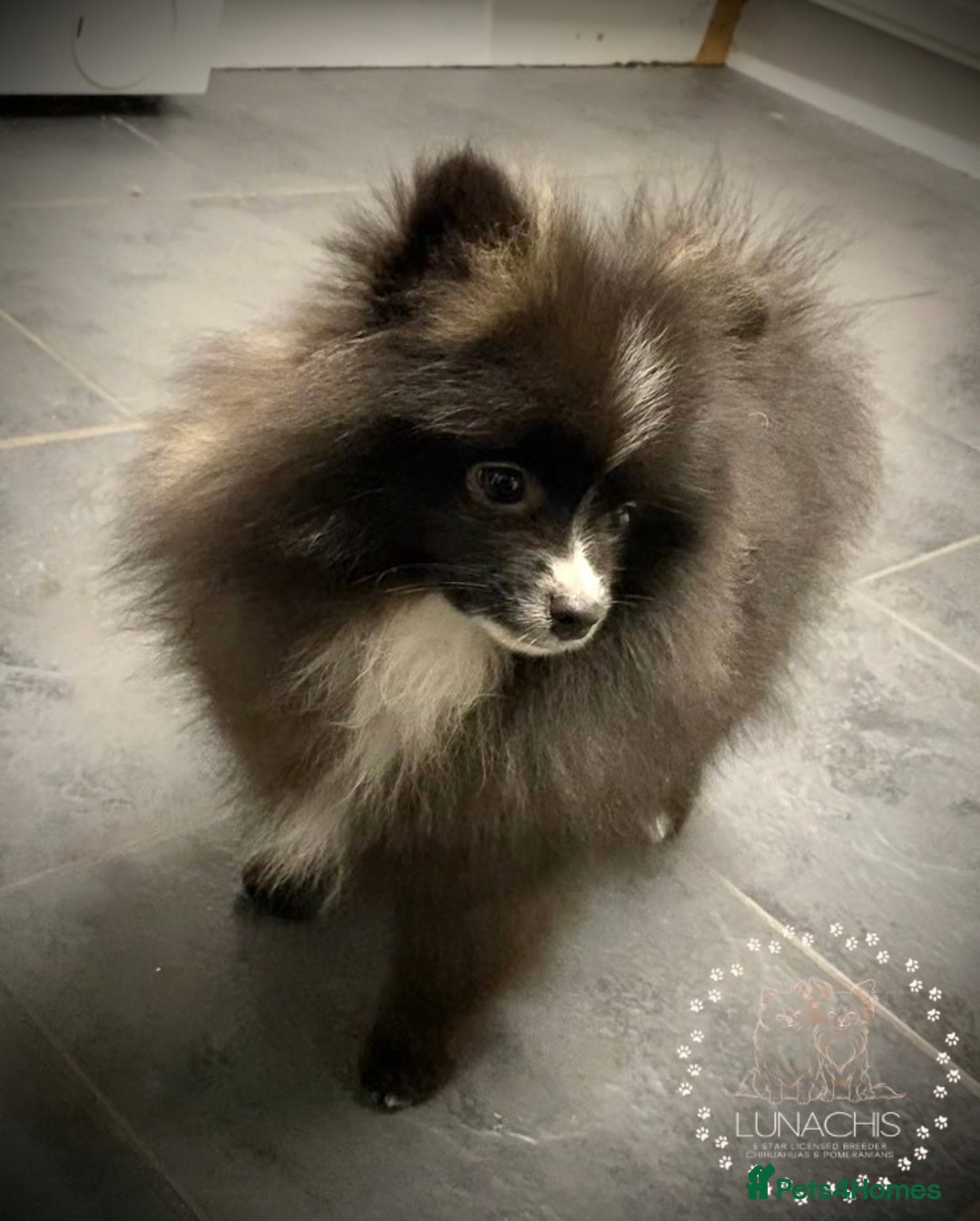 Pomeranian dogs for sale: Stunning Pomeranian puppies - Advert 10