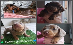 Miniature Dachshund dogs for sale: Miniature Dachshunds For Sale - Image 2