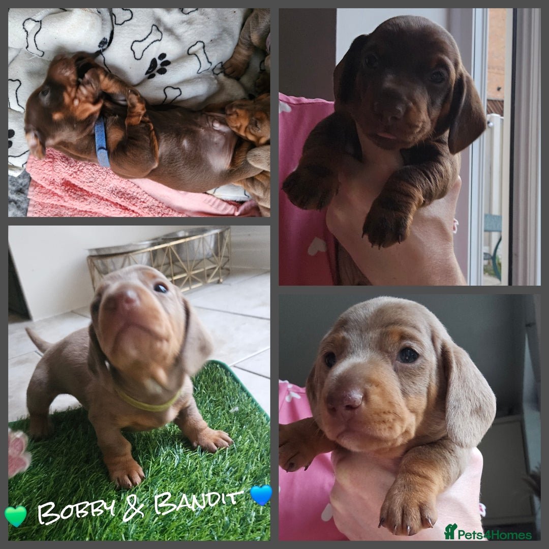 Miniature Dachshund dogs for sale: Miniature Dachshunds For Sale - Image 2