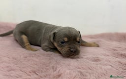 Olde English Bulldogge dogs for sale: Old English Bulldog PUPPIES 👀‼️ - Image 13